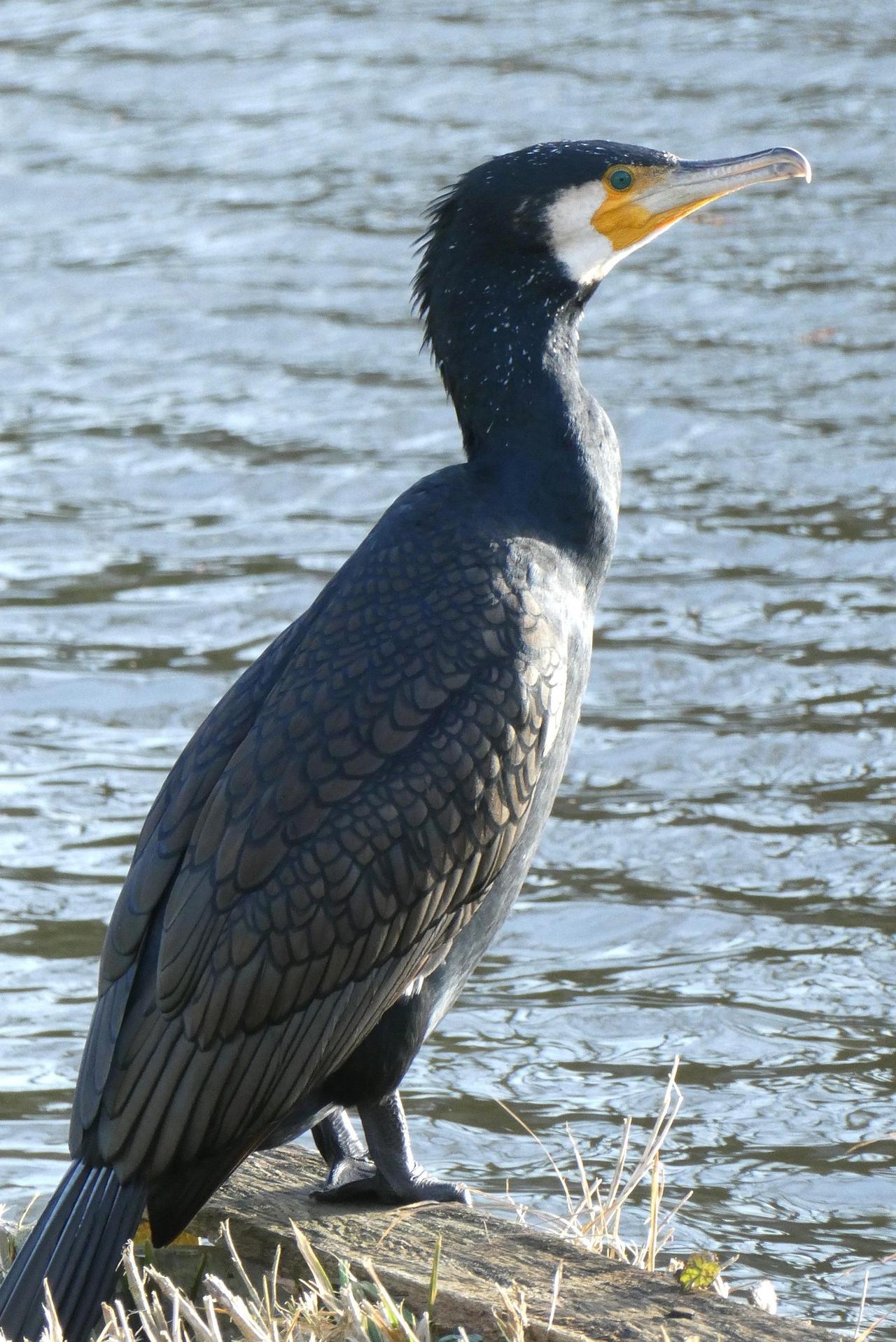 Karabatak (Phalacrocorax carbo)
