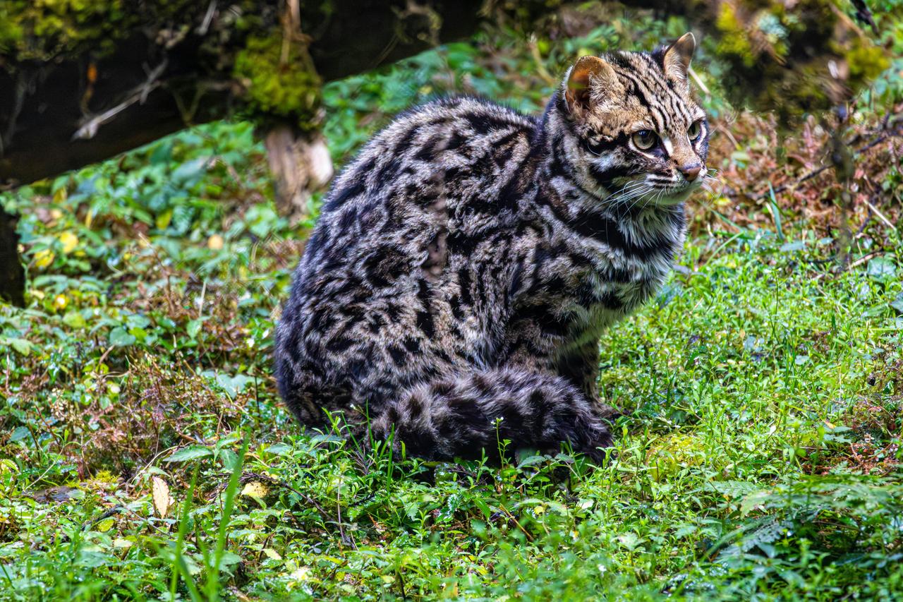 Rusty-Spotted Cat (Prionailurus rubiginosus)