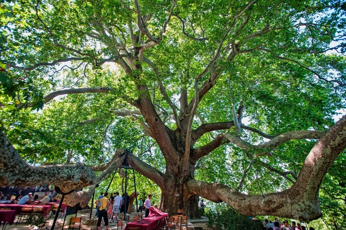 Inkaya Plane Tree