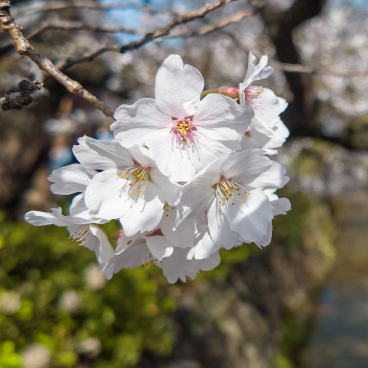 Hanami (Cherry Blossom Viewing)