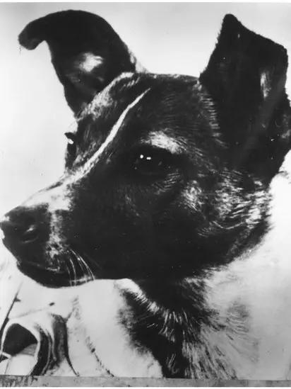 Laika: The First Dog in Space