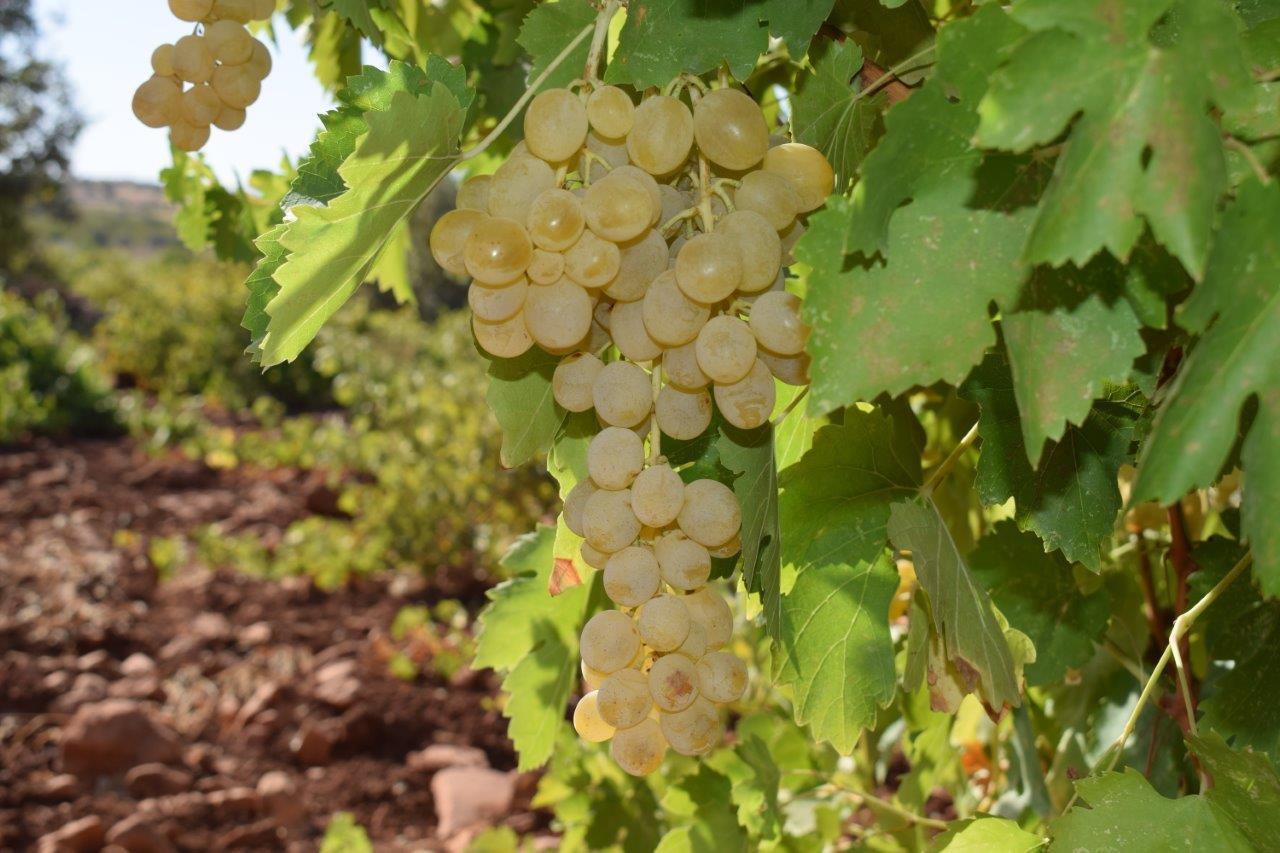 Ömerli Karfoki Grape