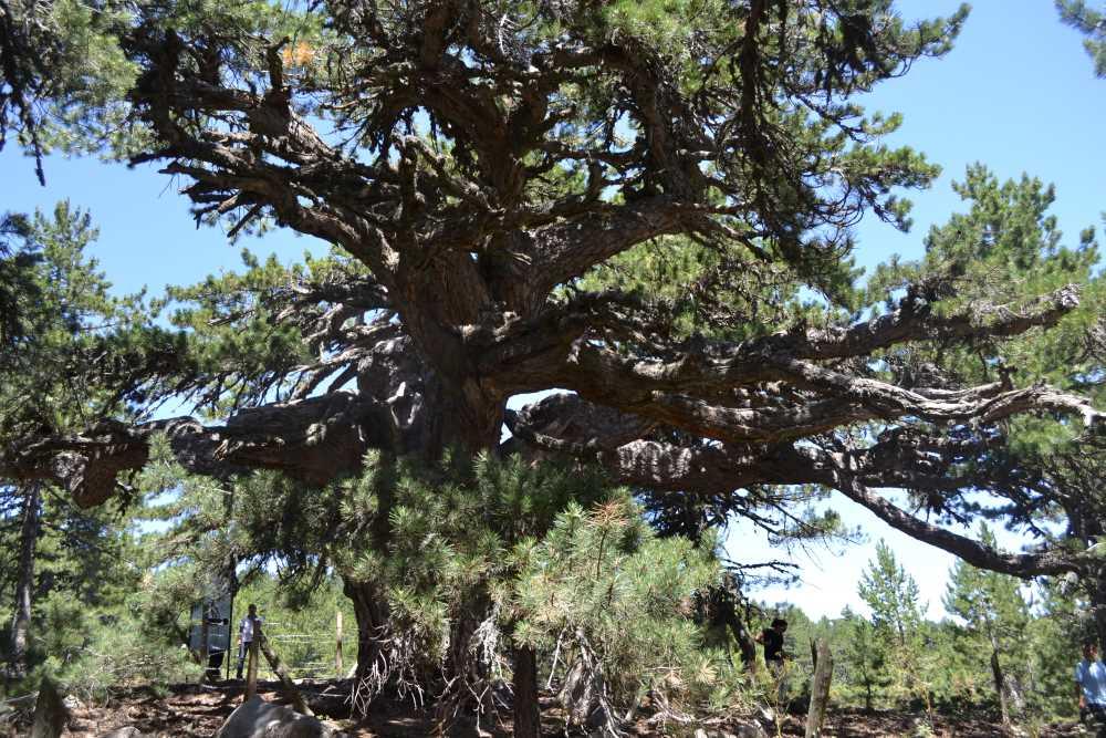 Tepedelen Monumental Tree