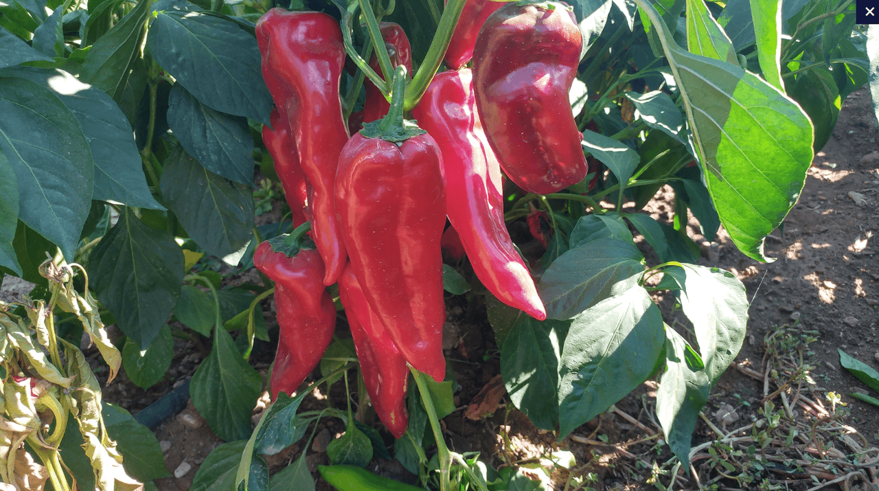 Yenice Red Pepper