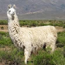 Lama