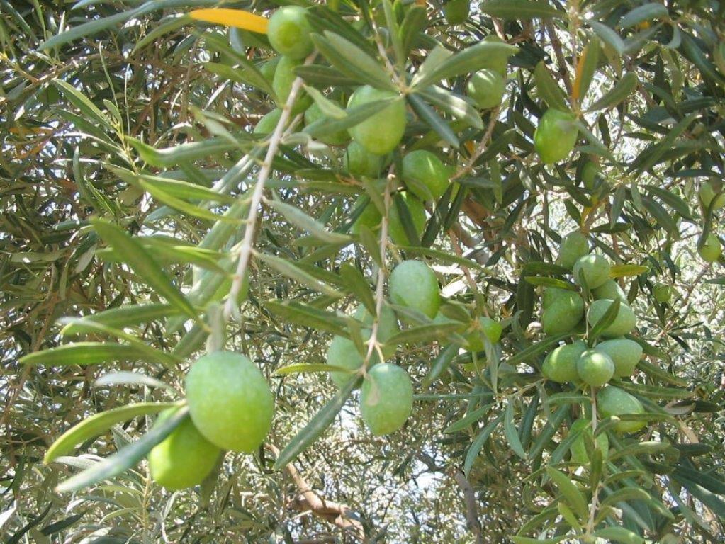 Aydın Yamalak Yellow Olive