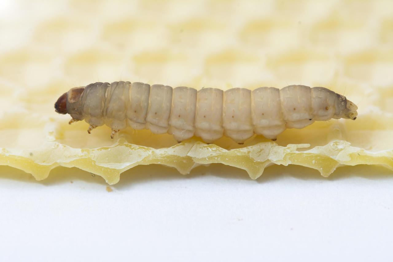 Wax Moth (Galleria mellonella)