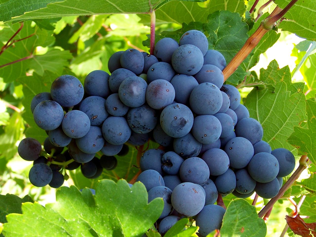 Erciş Grape