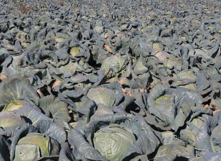 Erciş Cabbage