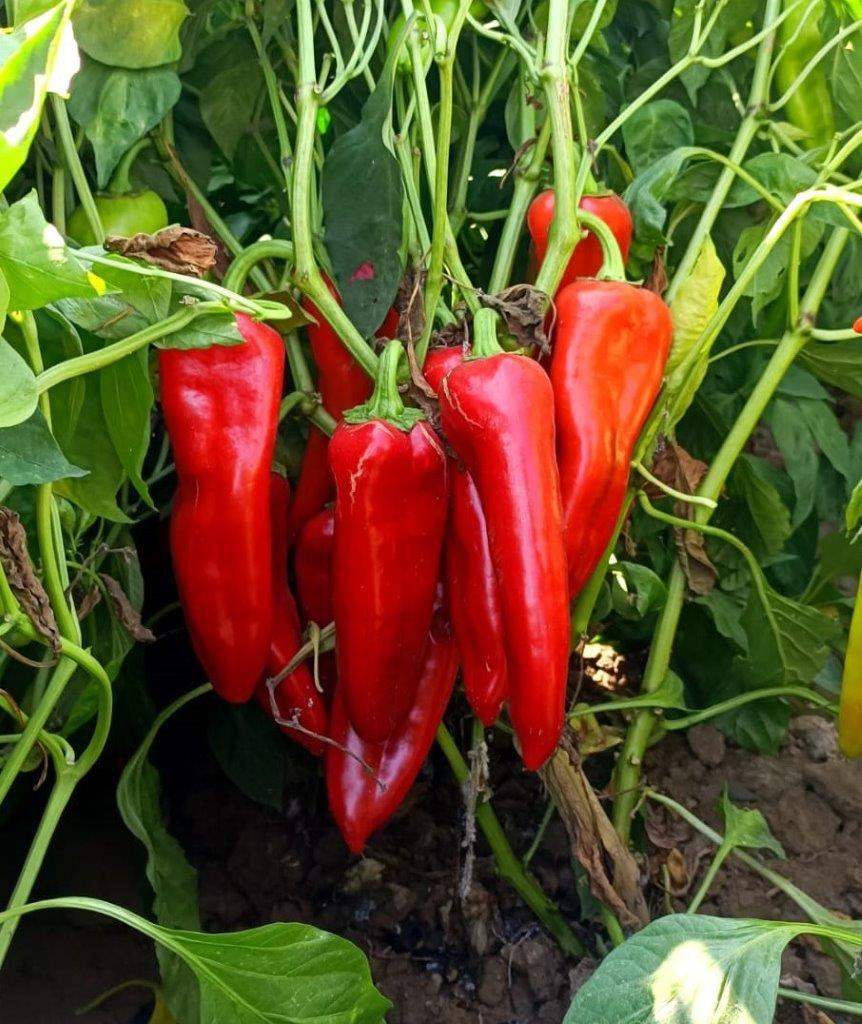 Karaisalı Biberi