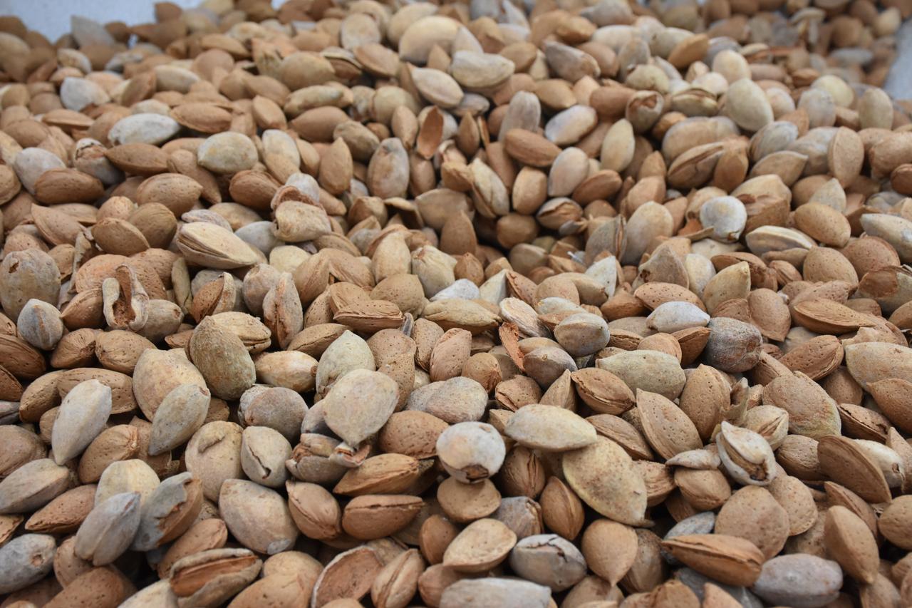 Kahta Bademi
