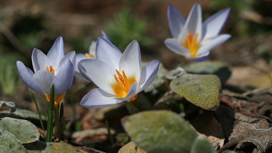Keltepe Çiğdemi (Crocus keltepensis)