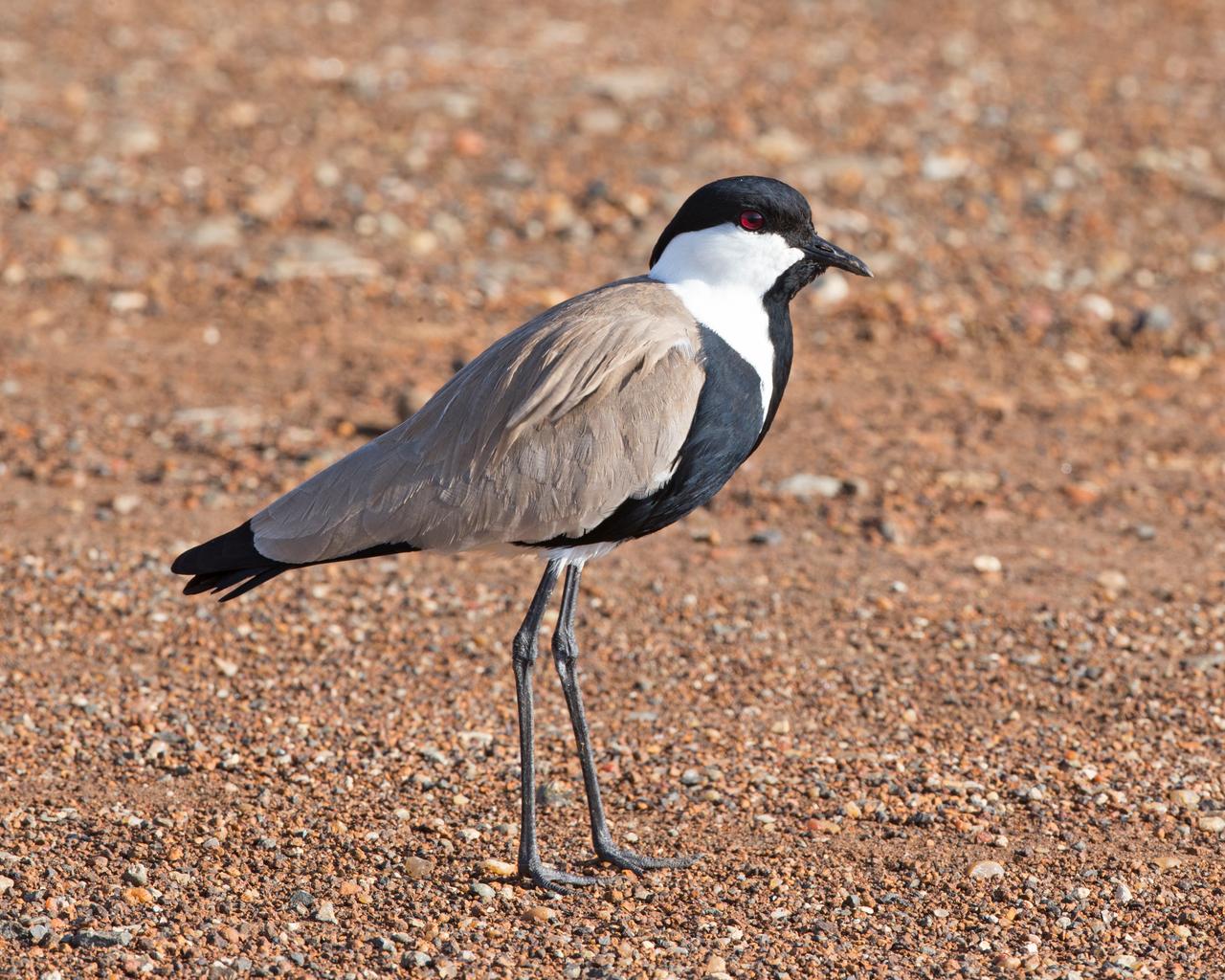 Mahmuzlu Kızkuşu (Vanellus spinosus)