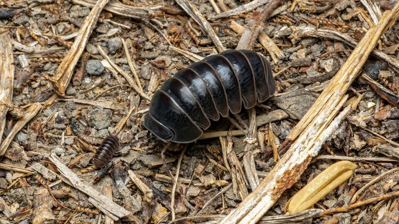 Pill Bug (Armadillidium vulgare)