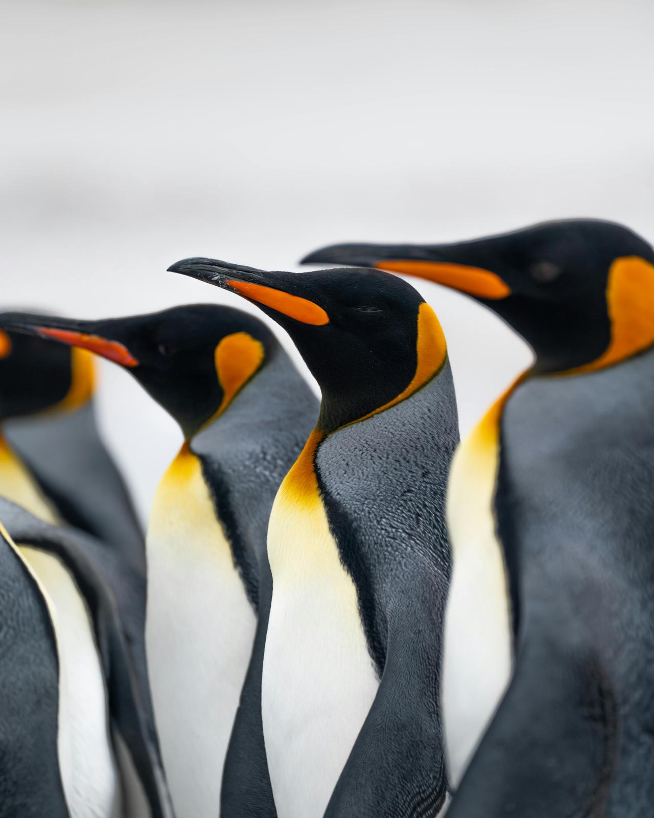 King Penguin