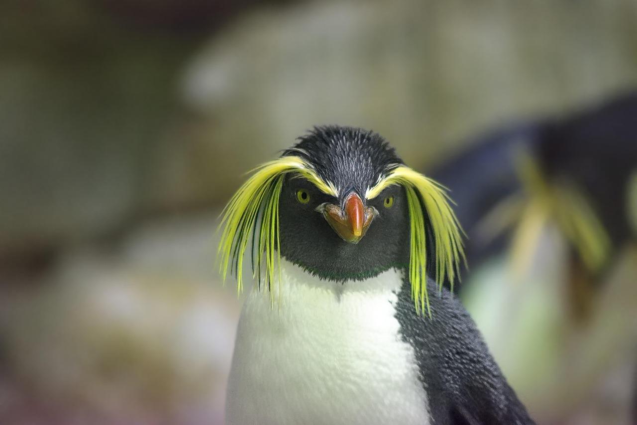 Northern Rock Penguin