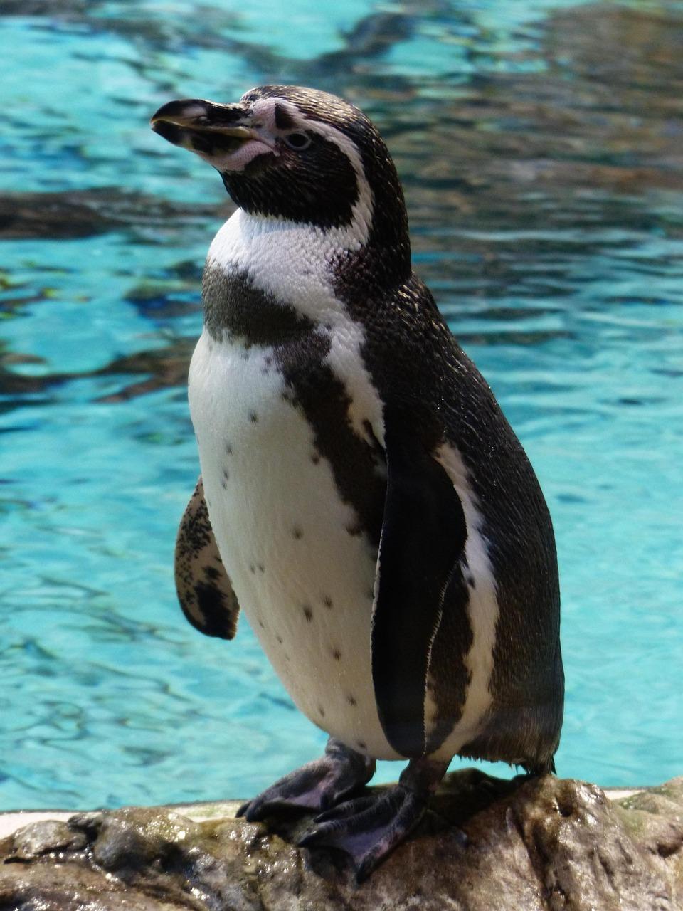penguin-406530_1280.jpg