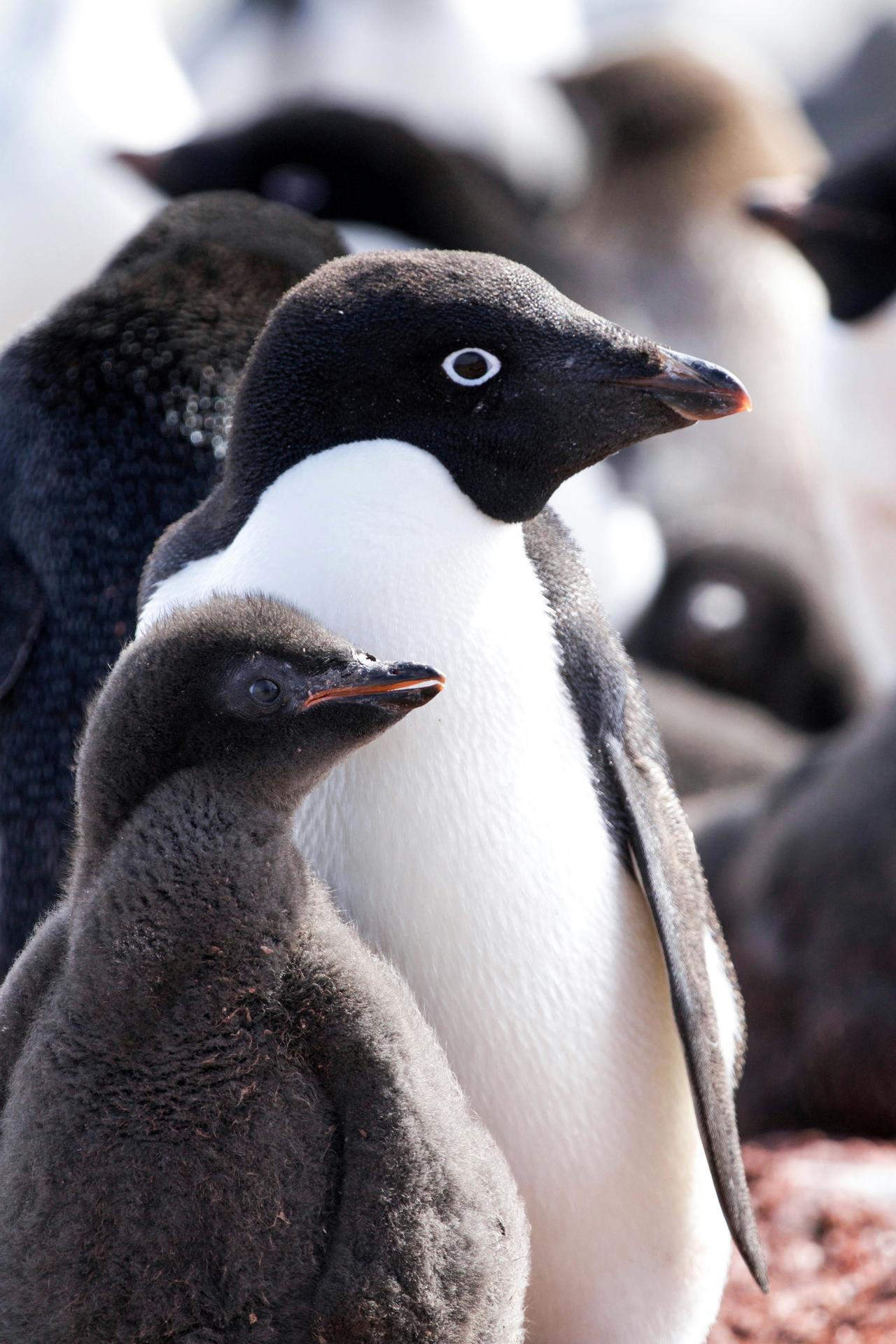 Adelie Pengueni