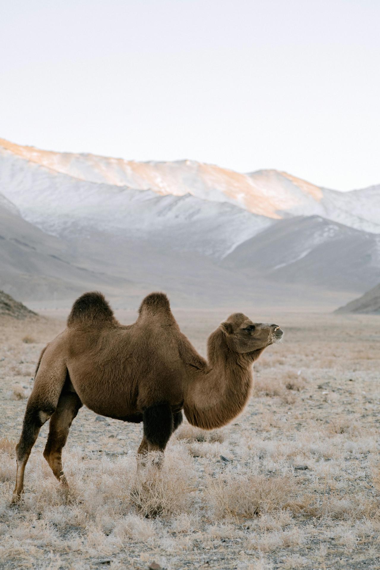 Camel