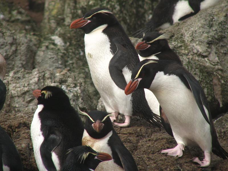 Snares Pengueni (Eudyptes robustus)