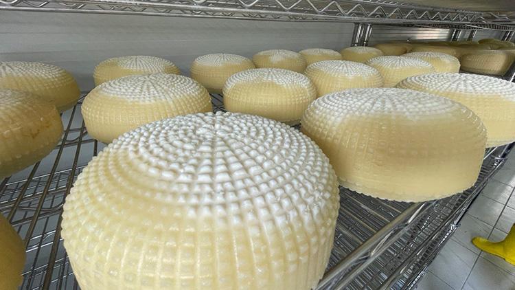 Pınarbaşı Uzunyayla Çerkes Peyniri