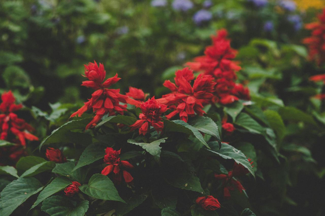 Scarlet Sage (Salvia splendens)