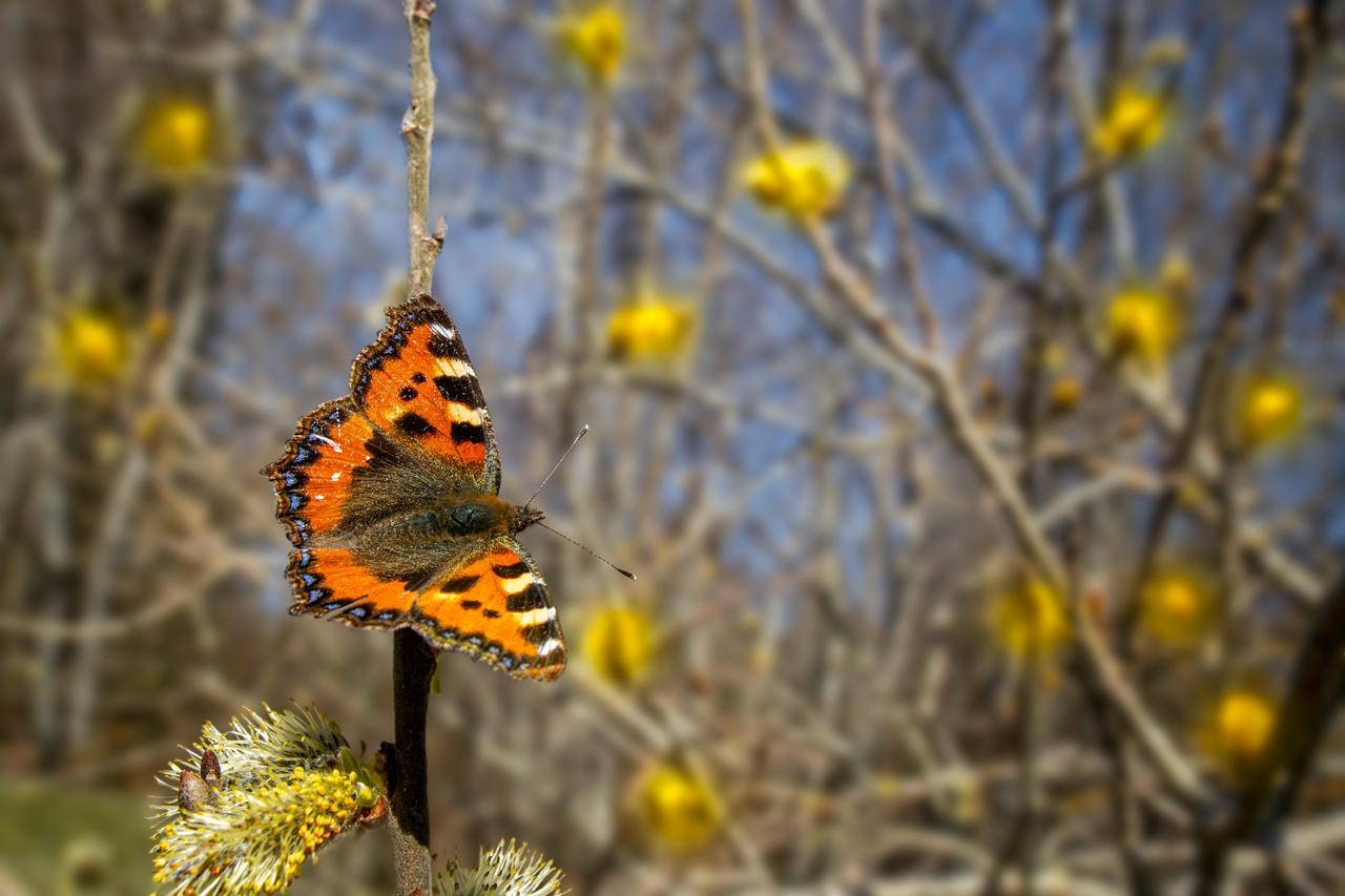 Small Tortoiseshell Butterfly (Aglais urticae)