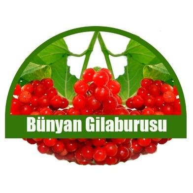 Bünyan Gilaburusu