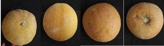 Kırıkhan Melon