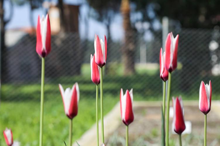 Celebi Tulip (Tulipa clusiana DC.)