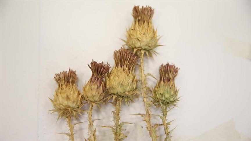 Erbilkızanı (Cousinia Mazu-shirinensis)