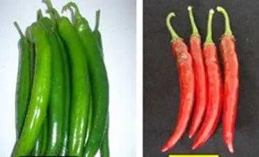 Samandağ Pepper