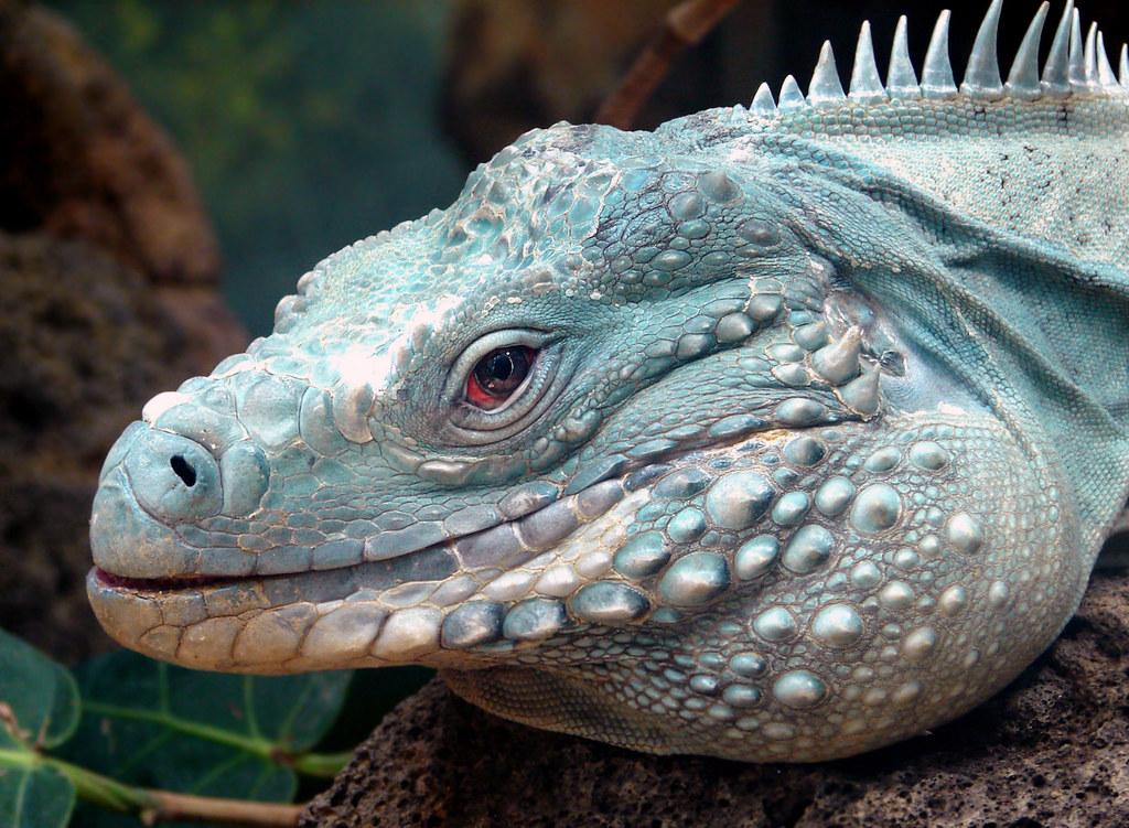 Mavi İguana (Cyclura lewisi)