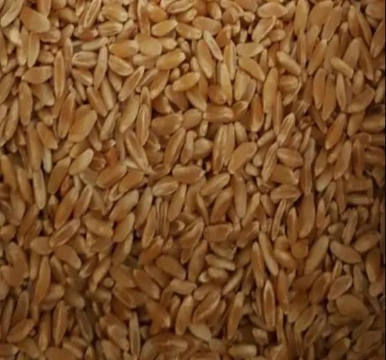 Elazığ Menceki Wheat