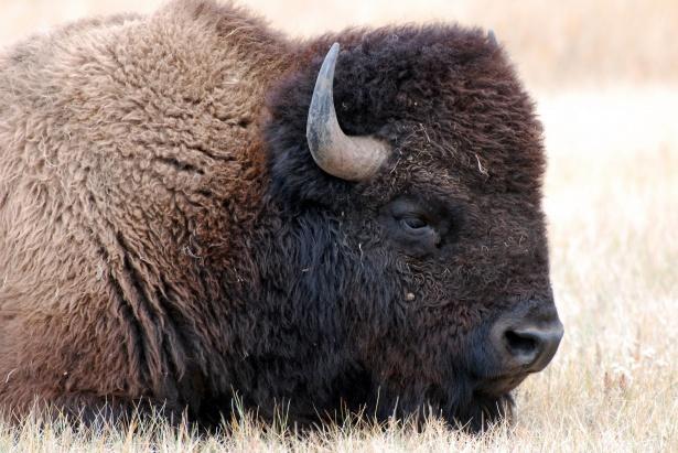 Avrupa Bizonu (Bison bonasus)