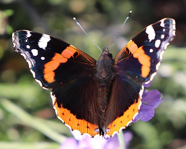 Kızıl Amiral (Vanessa Atalanta)