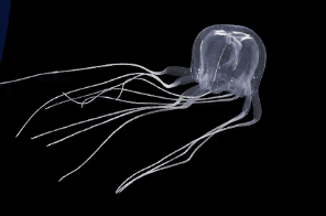 Tripedalia Maipoensis