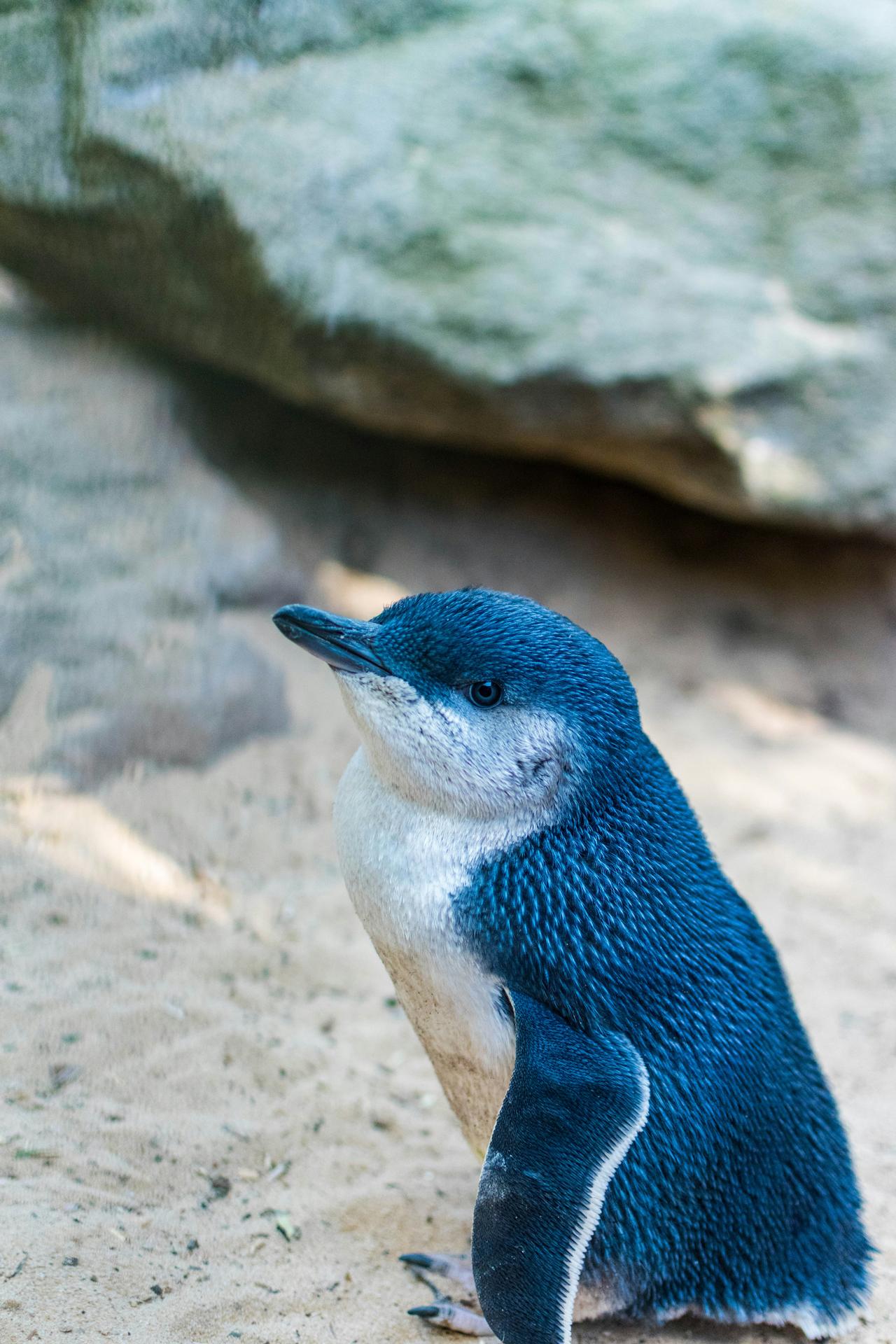 Küçük Penguen (Eudyptula Minor)