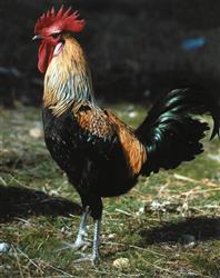 Denizli Horozu