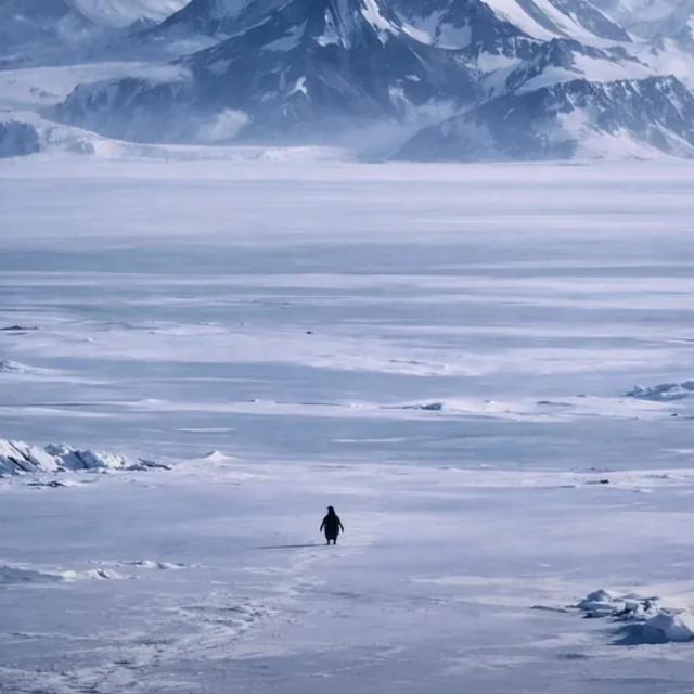 Nihilist Penguen (Depresif Penguen)