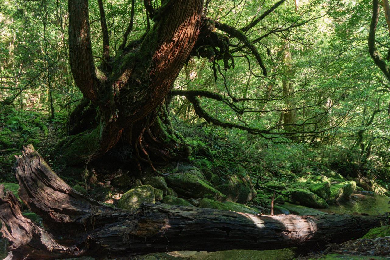 Yakushima Adası