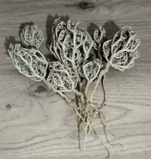 Mary's Hand Herb (Anastatica hierochuntica L.)