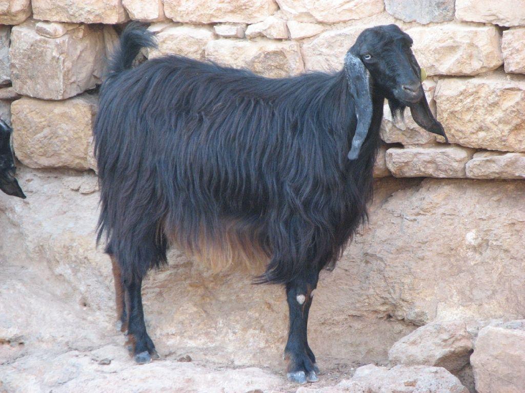Goat (Capra hircus)