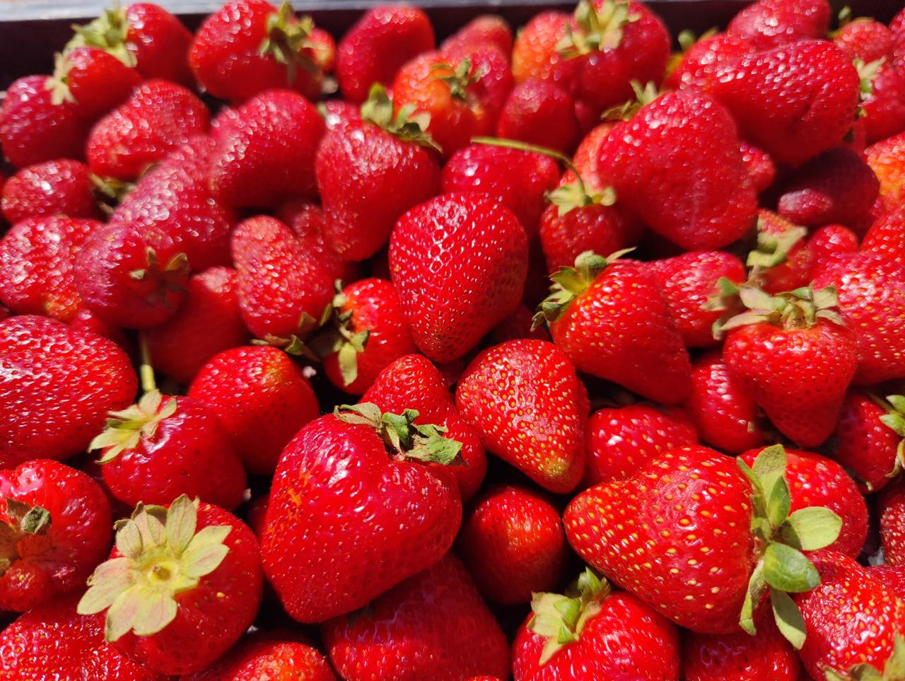 Seydişehir Strawberry