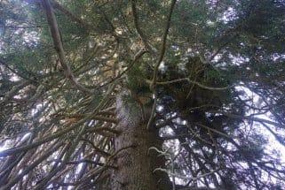 Eastern Spruce (Picea orientalis)