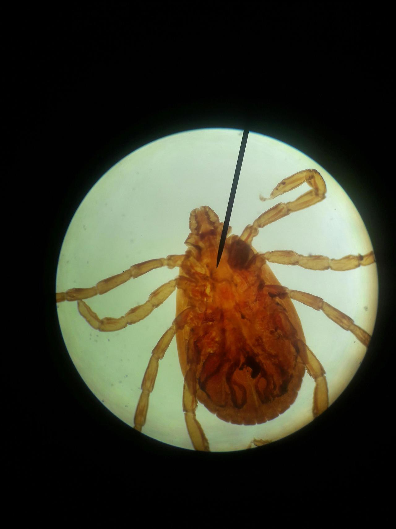 Kahverengi Köpek Kenesi (Rhipicephalus Sanguineus)