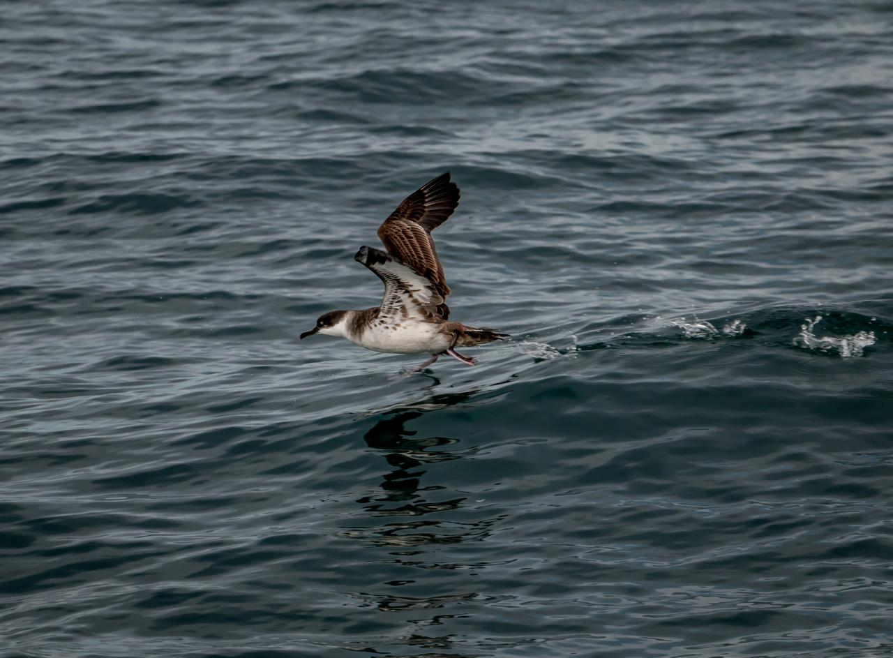 Yelkovan (Puffinus yelkouan)