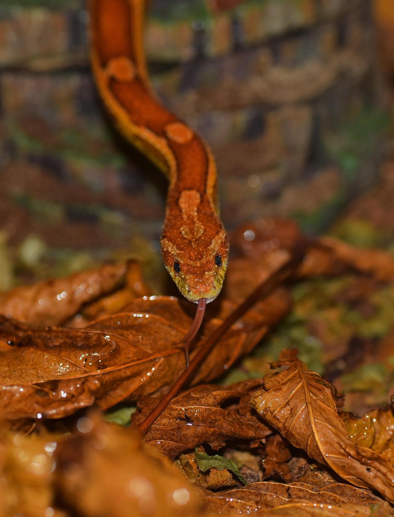 Mısır Yılanı (Pantherophis Guttatus)
