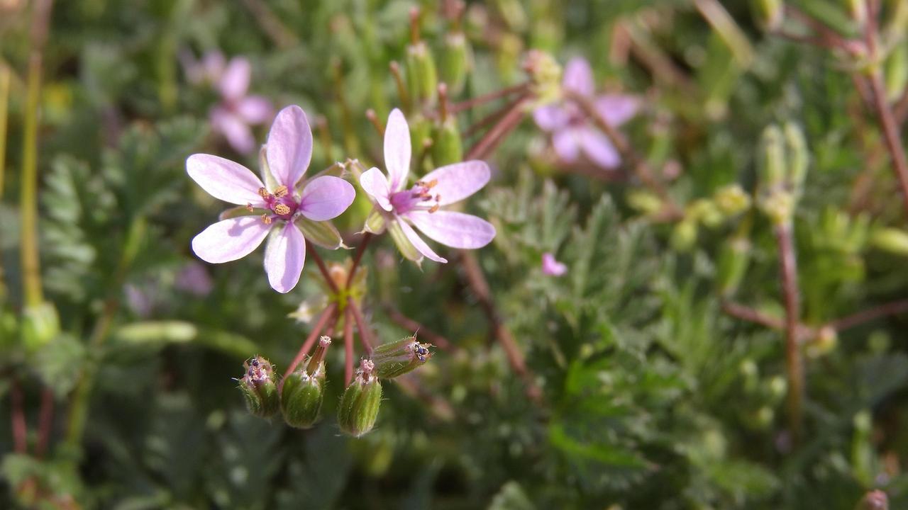 İğnelik Otu (Erodium Cicutarium)