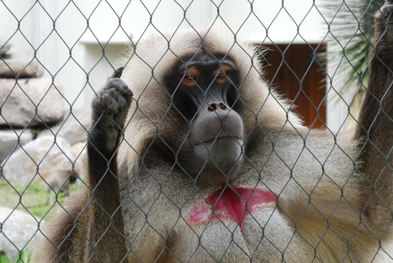 Gelada Maymunu (Theropithecus Gelada)